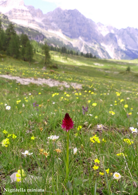 La Nigritella widderi nelle Dolomiti di Brenta.